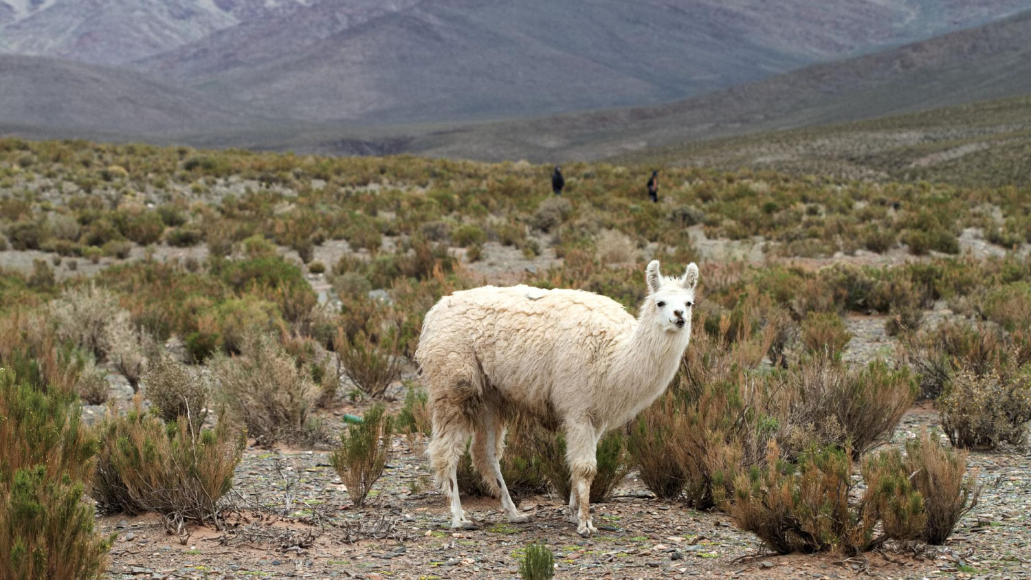 cAncestral6