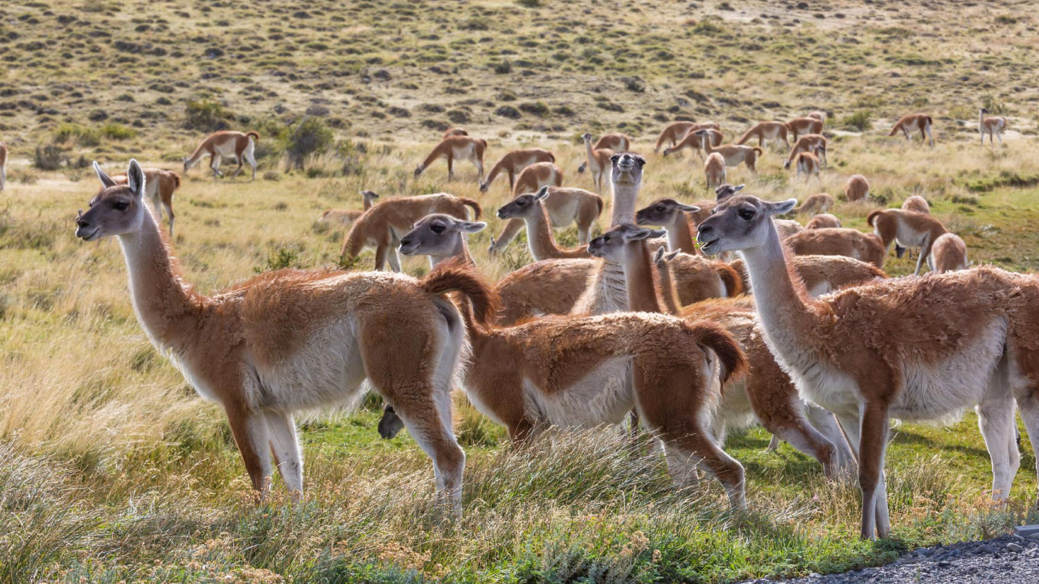 colca1