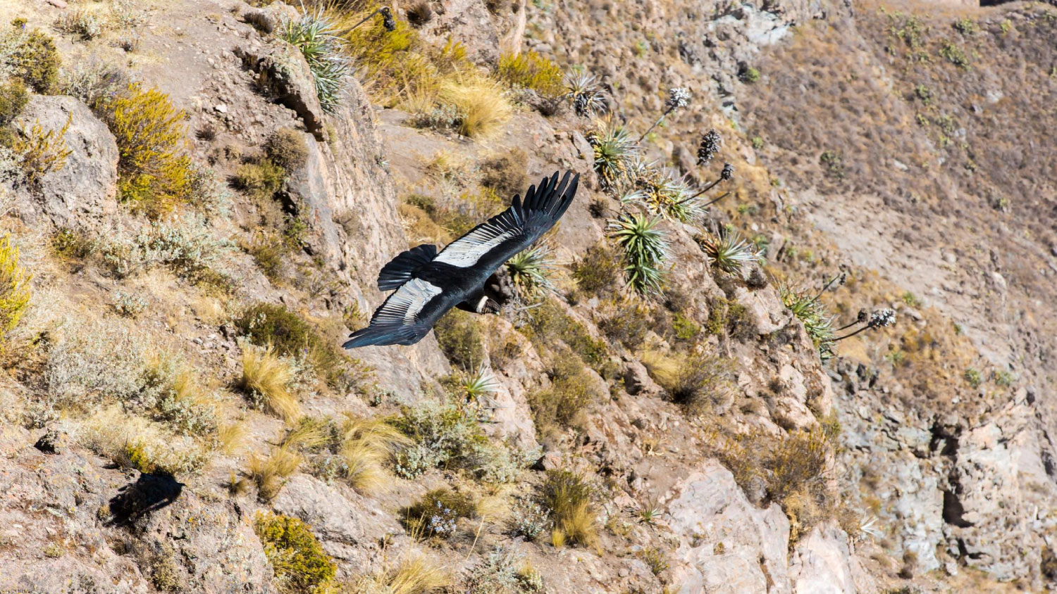 colca6