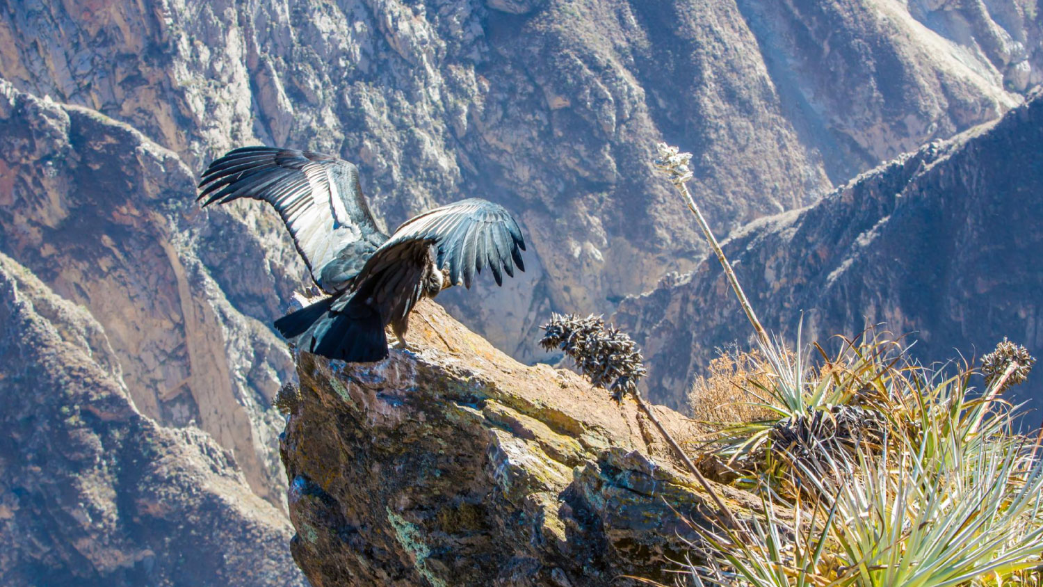colca7