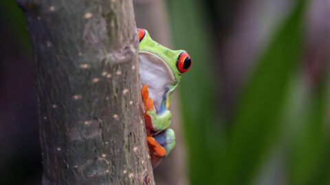 iquitos12
