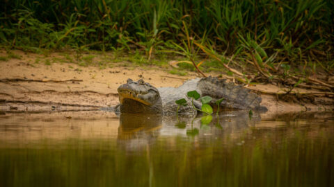 iquitos4