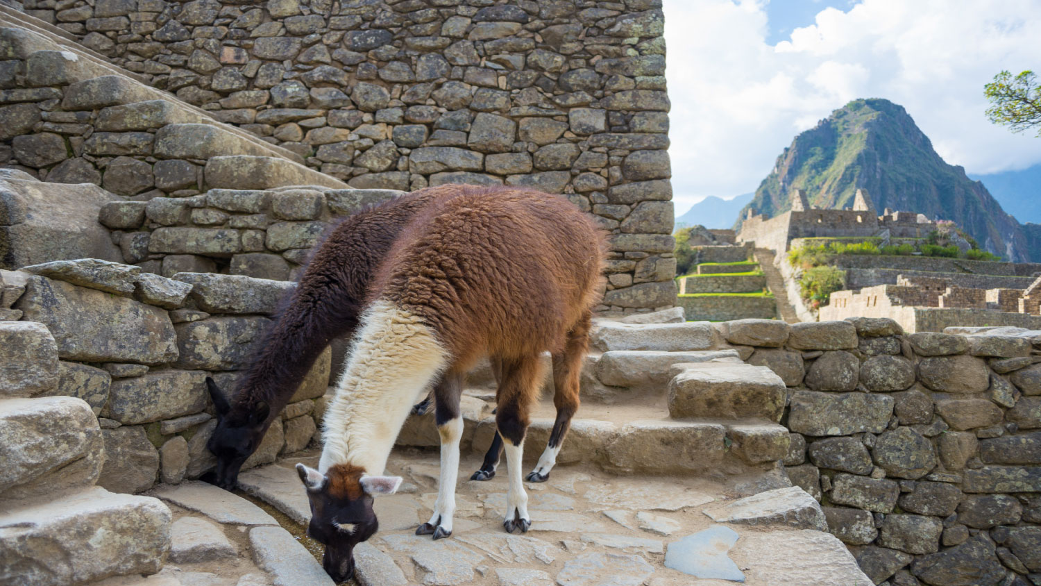 machpicchu4